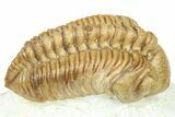 Kainops Trilobite - Black Cat Mountain, Oklahoma #363002-1